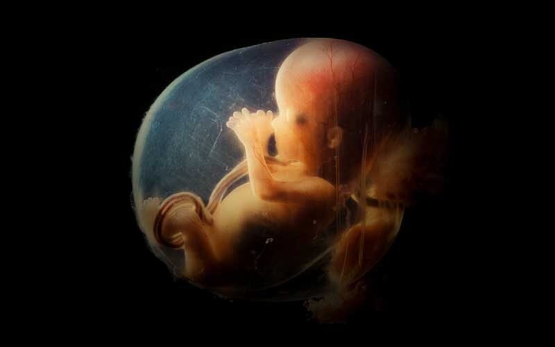 unborn-stem-cells-repairs-mothers-damaged-organs