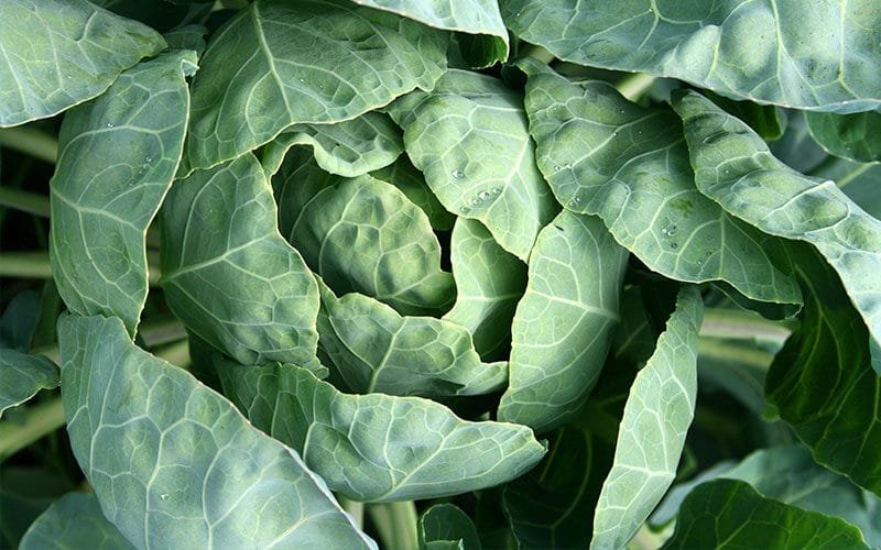 cabbage-to-reduce-inflammation
