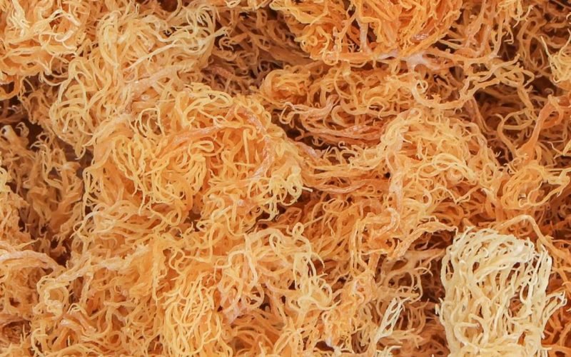 Does Irish Sea Moss Remove, Clear Mucus? - Naturalitic